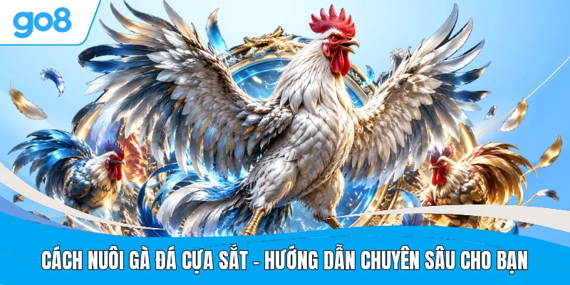 Cách Nuôi Gà Đá Cựa Sắt