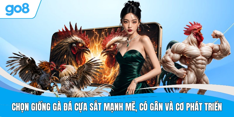 Chọn giống gà đá cựa sắt mạnh mẽ, có gân và cơ phát triển