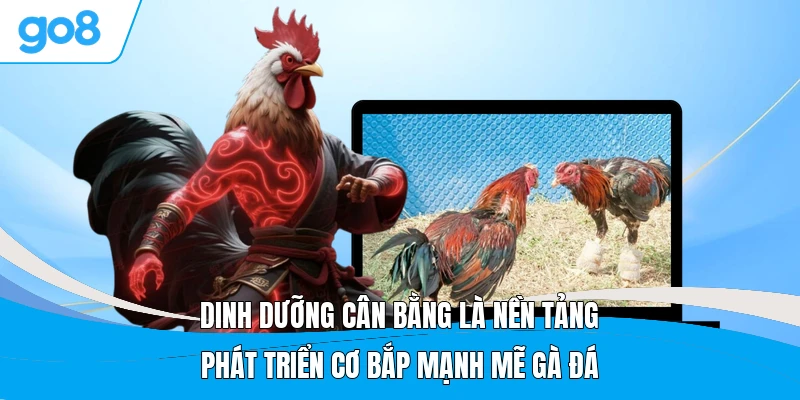 Dinh dưỡng cân bằng là nền tảng phát triển cơ bắp mạnh mẽ gà đá