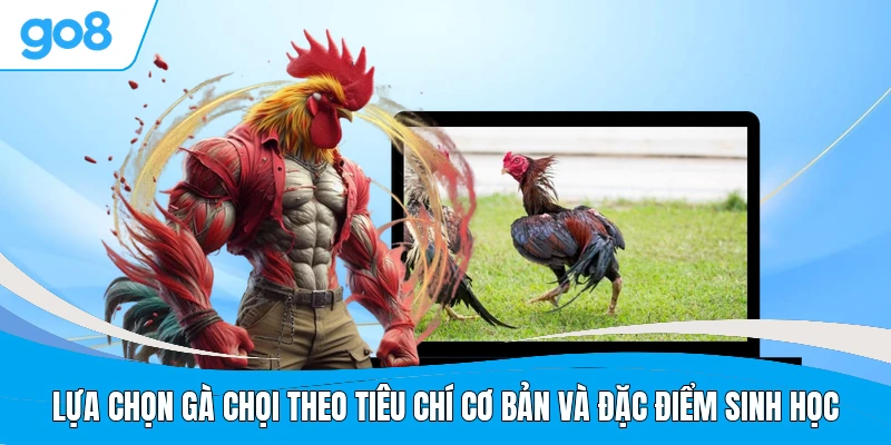 Lựa chọn gà chọi theo tiêu chí cơ bản và đặc điểm sinh học