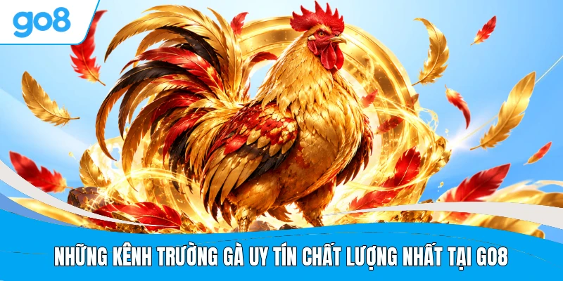 Những kênh trường gà uy tín chất lượng nhất tại GO8