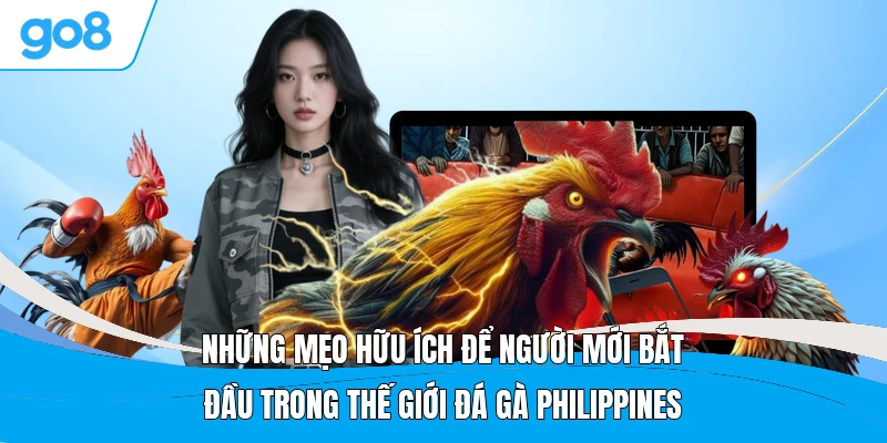 Những mẹo hữu ích để người mới bắt đầu trong thế giới đá gà Philippines